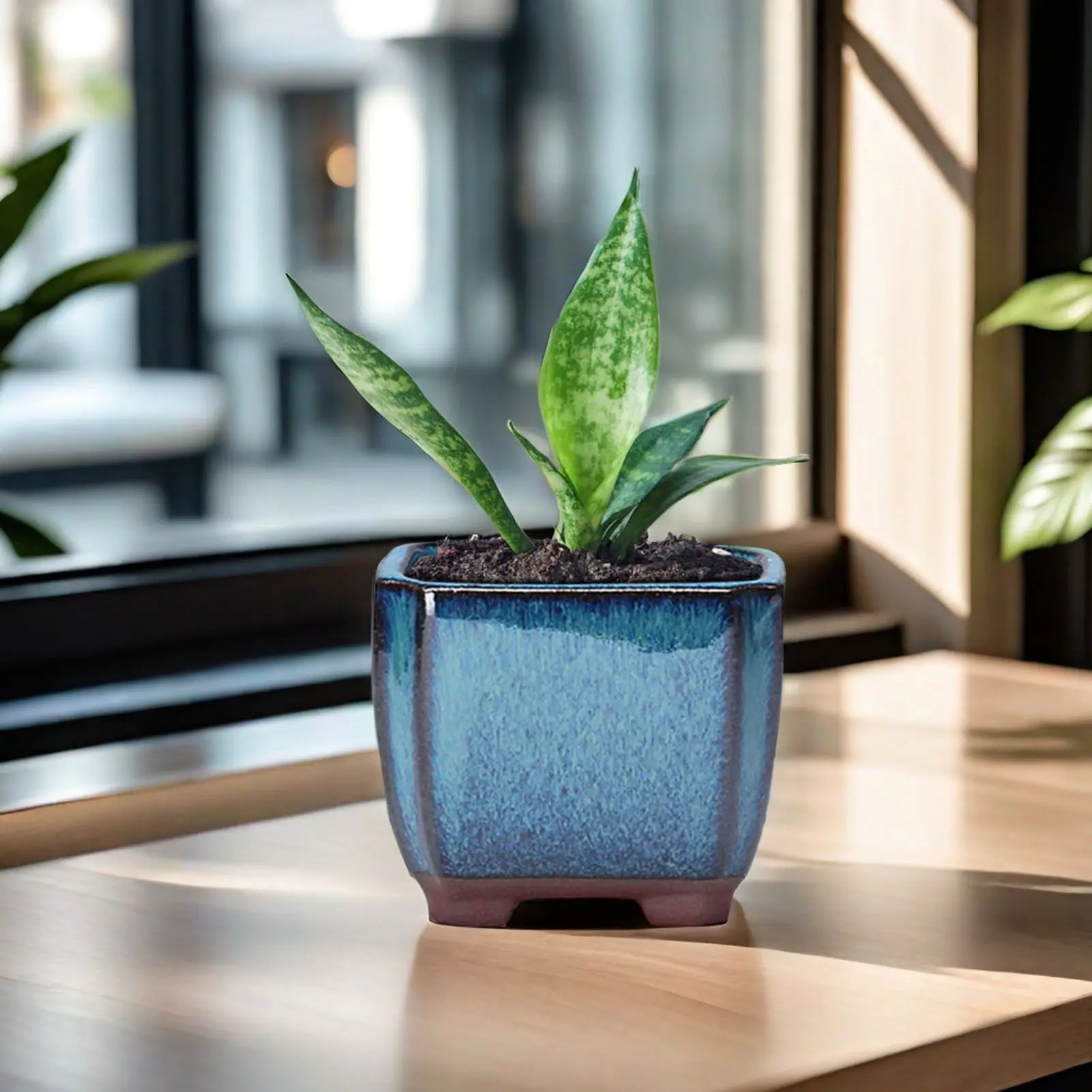 Bonsai sukulenten topf