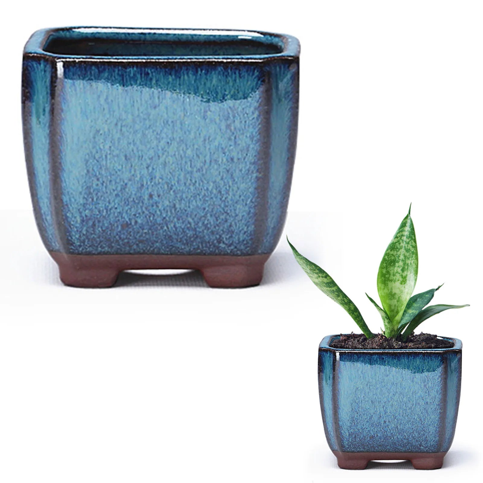 Bonsai sukulenten topf